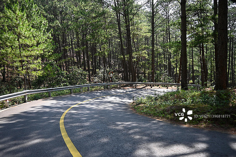 越南林同省大叻森林中的空旷道路图片素材