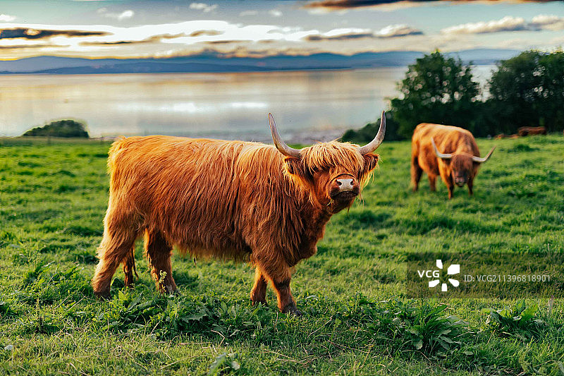 站在田野上的高地牛肖像，莱万anger，挪威图片素材