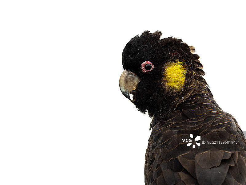 澳大利亚塔斯马尼亚白色背景鹦鹉特写图片素材