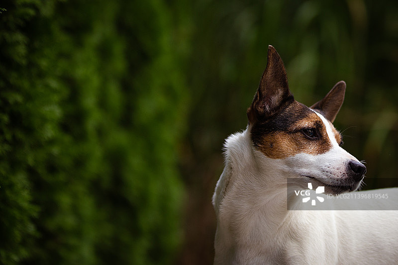 向远处看的梗犬特写，加拿大不列颠哥伦比亚省基洛纳图片素材