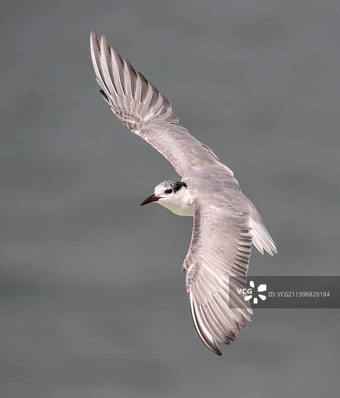 鸟儿飞越海洋特写，孟加拉国图片素材