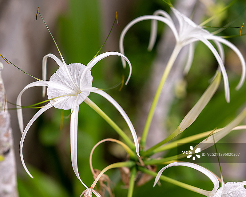 白色植物特写，泰国普吉岛图片素材
