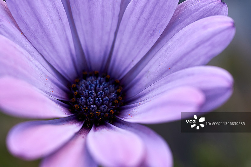 比利时阿隆Heinsch紫色花朵特写图片素材