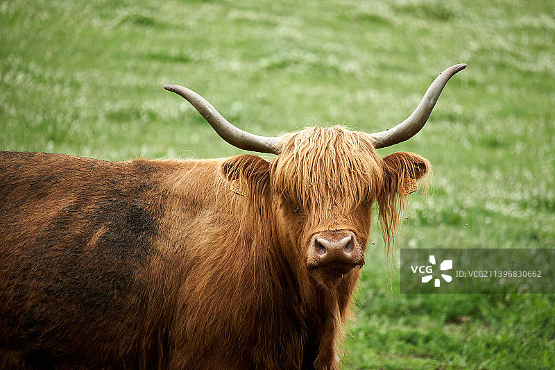 水牛肖像（比利时阿隆）图片素材
