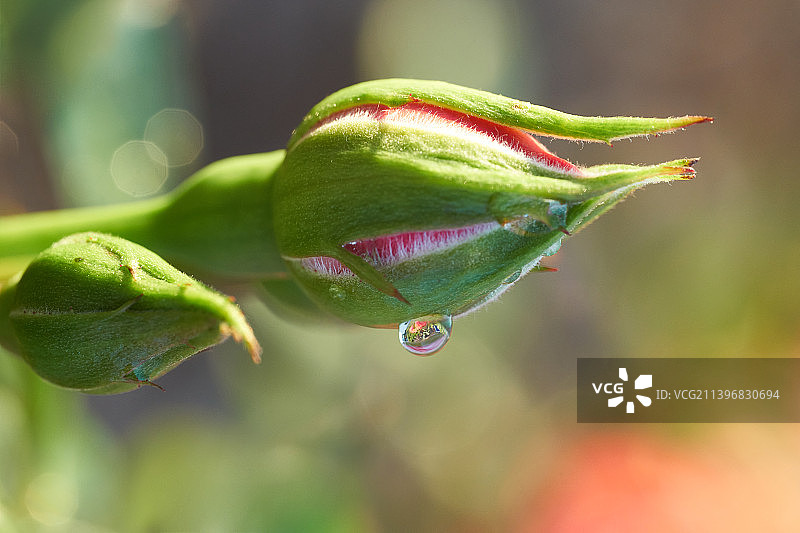 比利时阿尔隆海因施花蕾特写图片素材
