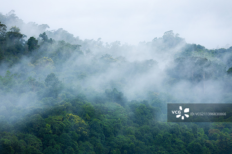热带雨林中阳光照射的树木区域被雾气笼罩图片素材