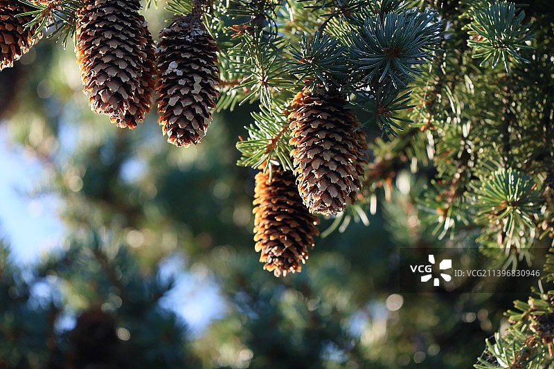 加拿大安大略省列治文山，树上的松果特写图片素材