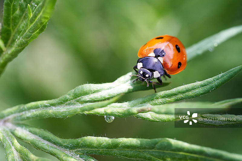绿叶上的瓢虫，比利时阿隆图片素材