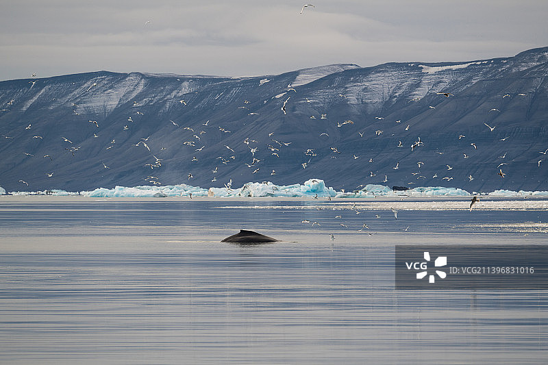 挪威斯瓦尔巴特群岛雪山海景图片素材