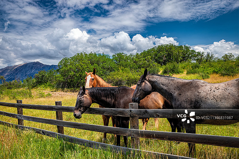 科罗拉多州凯布勒山口牧场里的两匹马图片素材
