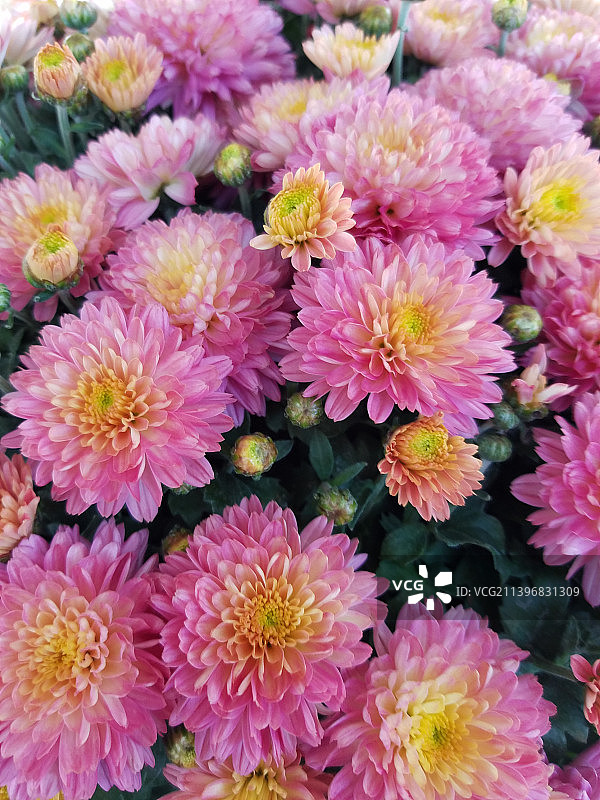 杰罗姆维尔俄亥俄州美国粉红色开花植物的高角度视图图片素材