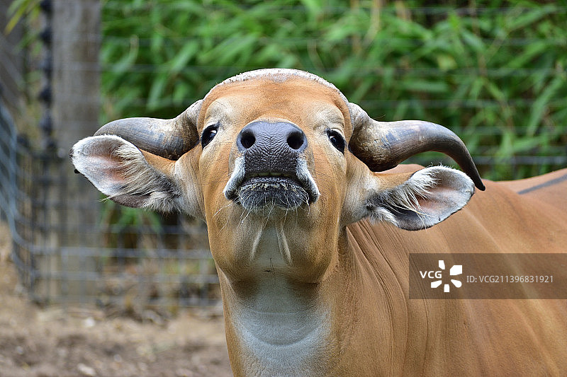小牛的特写，荷兰埃门图片素材