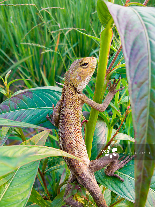 植物上的变色龙特写图片素材