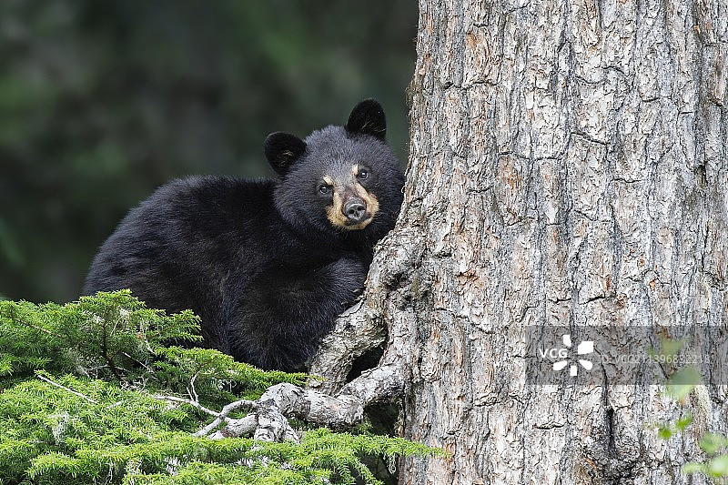 树边的美洲黑熊，加拿大不列颠哥伦比亚省惠斯勒图片素材