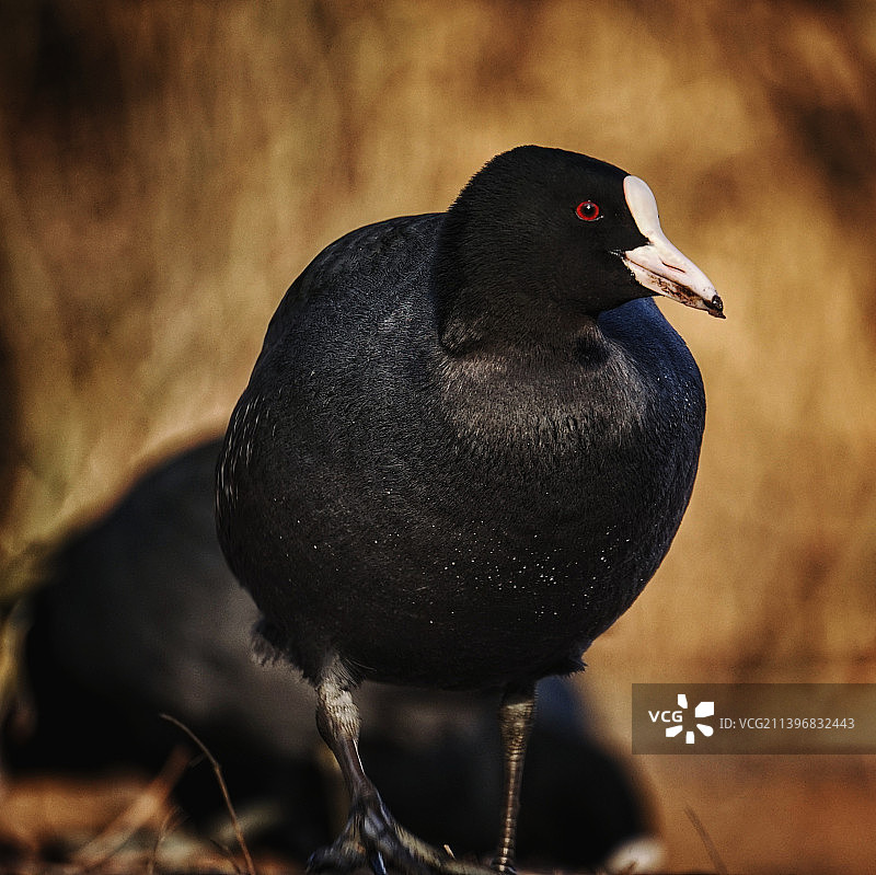 户外栖息的骨顶鸡特写图片素材