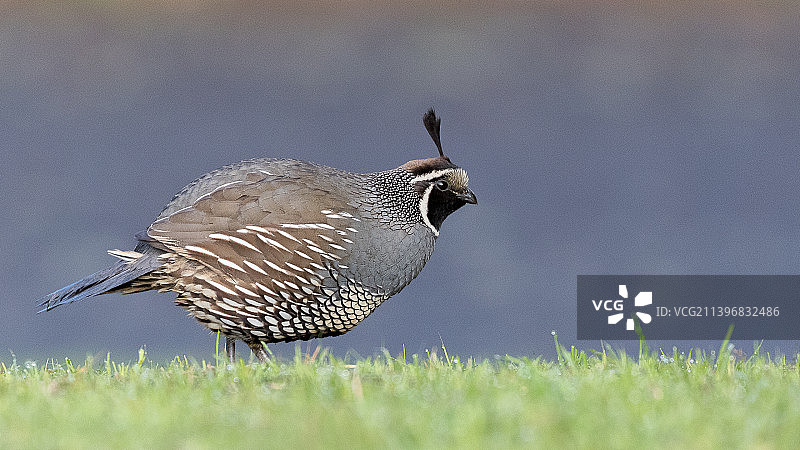 草地上的鹌鹑特写图片素材