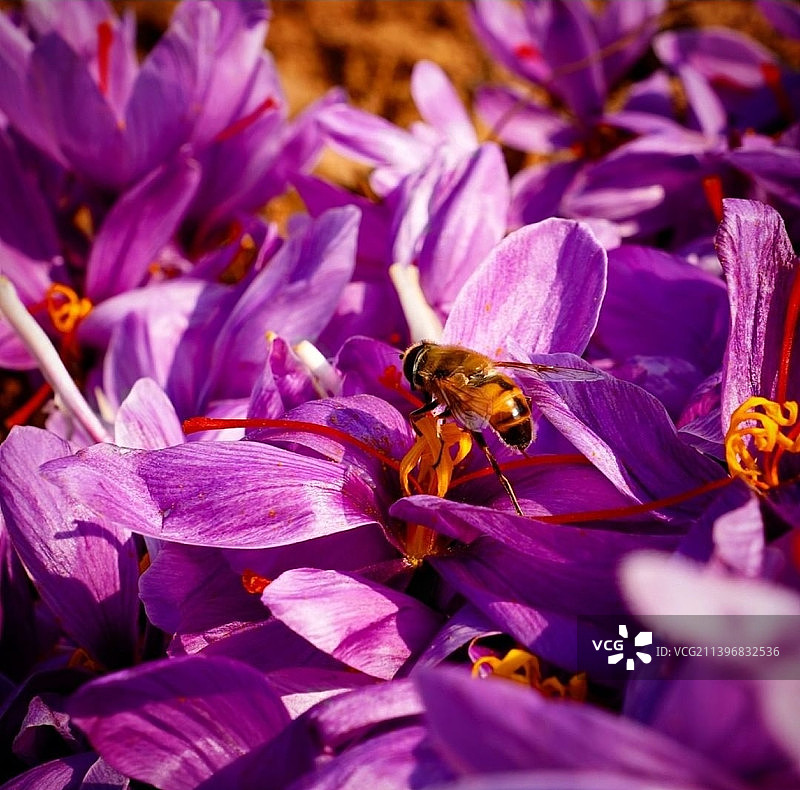 蜜蜂在紫色花朵上授粉的特写图片素材