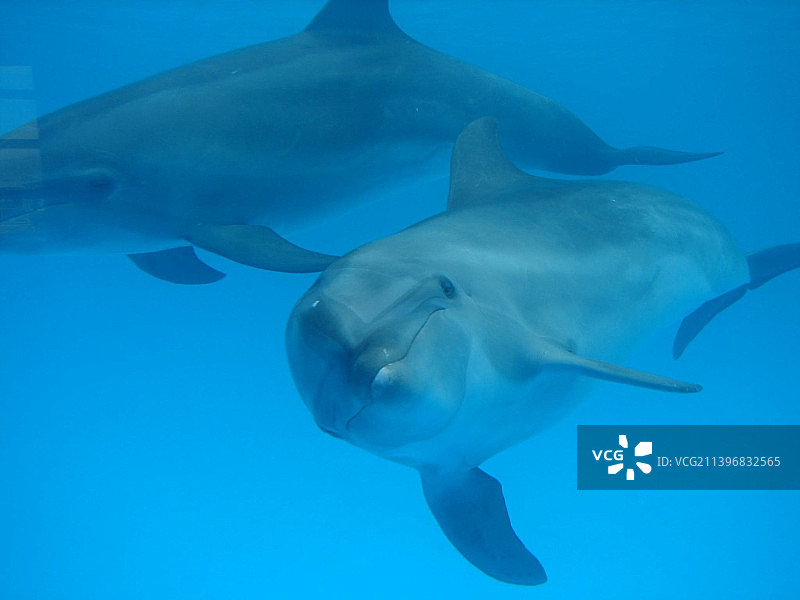 墨西哥卡波圣卢卡斯的两条搏鱼图片素材