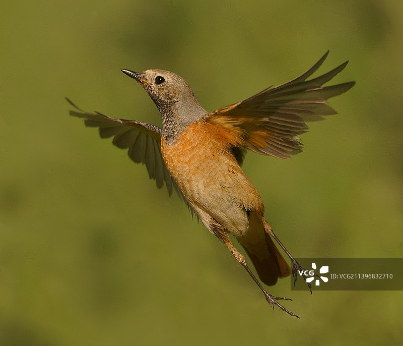 蓝喉歌鸲在英国户外飞行的特写图片素材