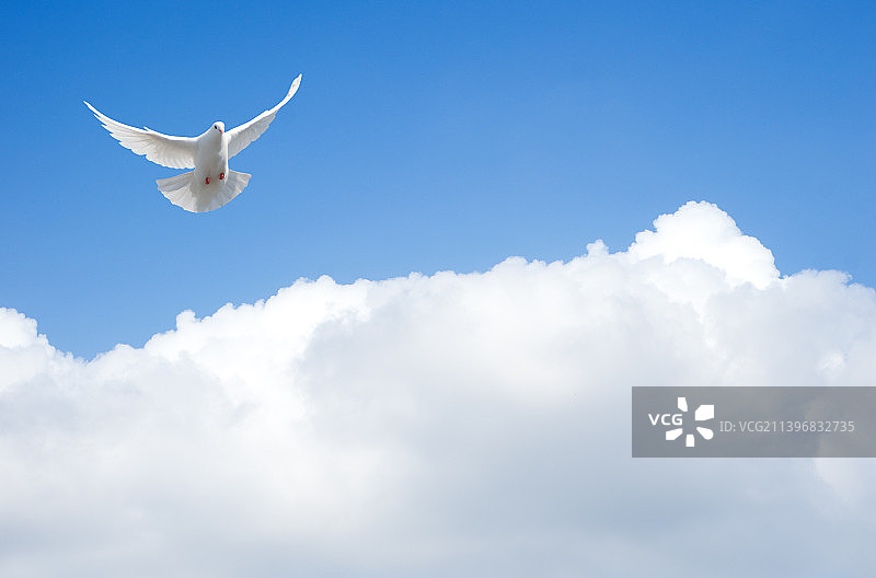 海鸥在天空中低角飞行图片素材