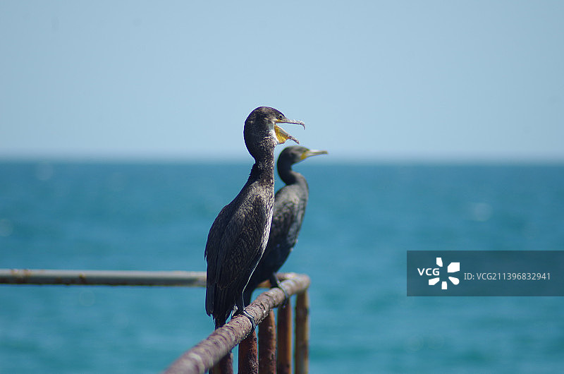 索佐波尔，保加利亚，鸬鹚栖息在海边栏杆上的特写图片素材