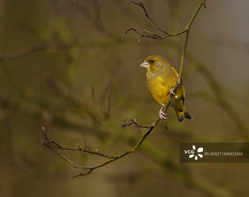 近距离拍摄栖息在树枝上的鸣雀，英国图片素材