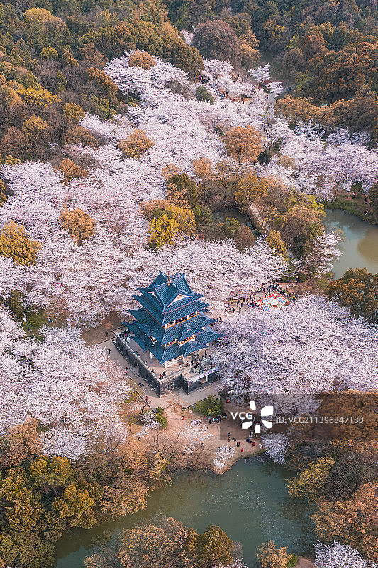 无锡鼋头渚樱花季图片素材