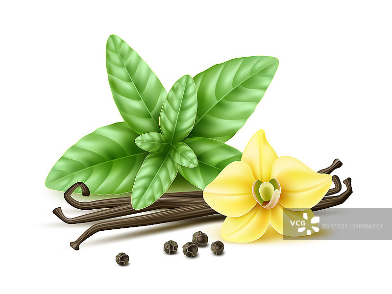 逼真的香料简约组合香草图片素材