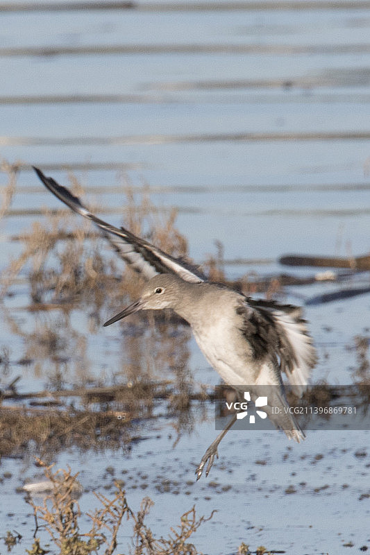 半蹼鹬降落图片素材