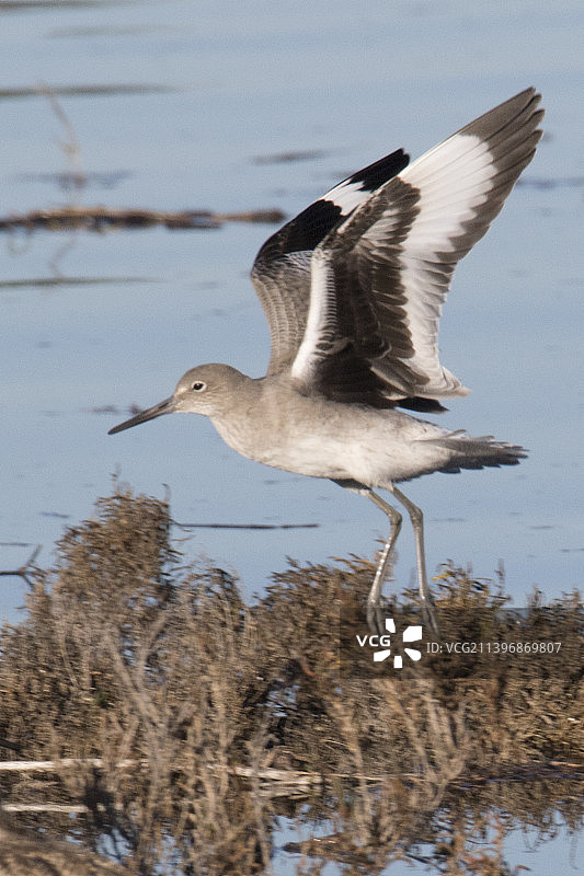 半蹼鹬降落图片素材