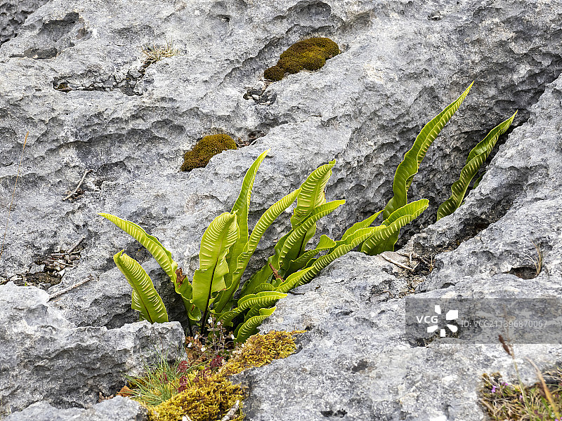 英国坎布里亚郡赫顿鲁夫石灰石路面上生长的舌状蕨图片素材