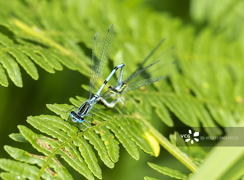一对普通蓝豆娘；英国坎布里亚郡福尔肖莫斯沼泽的Enallagma cyathigerum图片素材