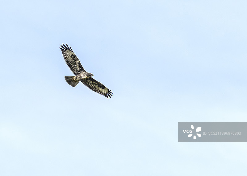 一只普通鵟在英国诺福克郡东巴沙姆图片素材