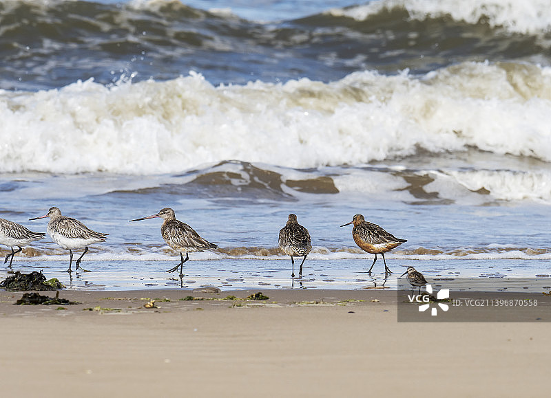 英国诺福克蒂奇韦尔海岸的斑尾塍鹬和滨鹬鸟群图片素材