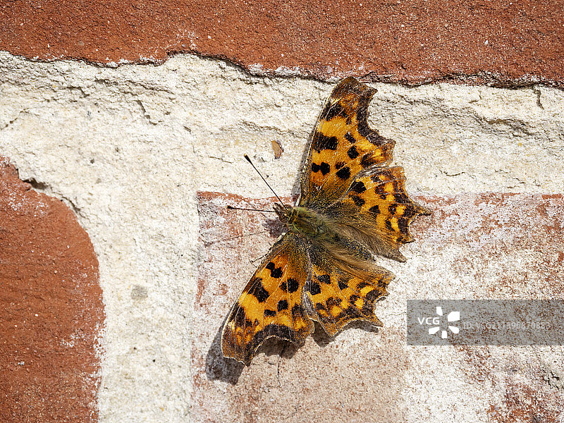 一只逗号蛱蝶停留在英国诺福克郡东巴沙姆的墙上图片素材