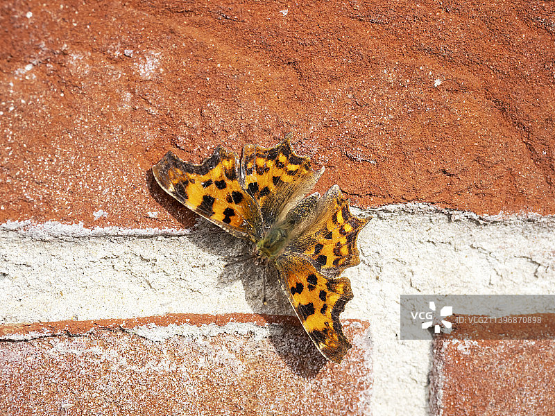一只逗号蛱蝶停留在英国诺福克郡东巴沙姆的墙上图片素材