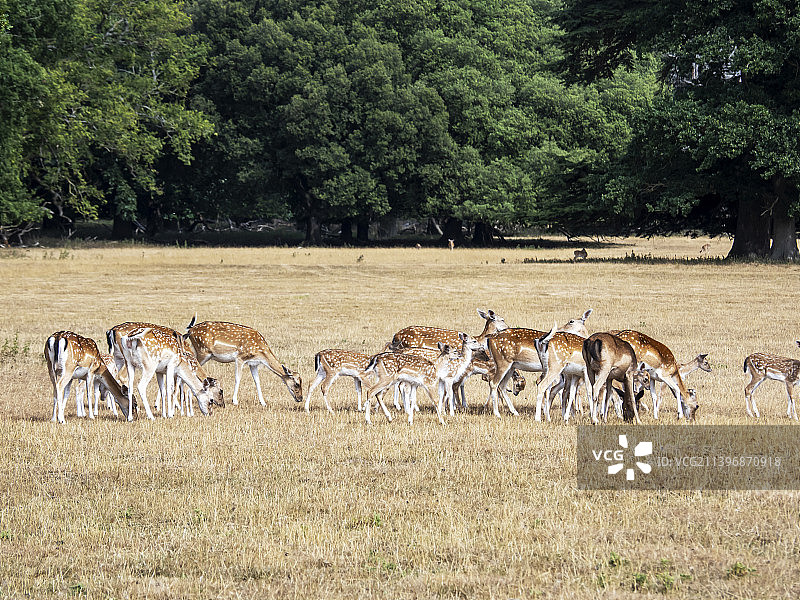 英国诺福克霍克汉姆庄园的欧洲小鹿图片素材