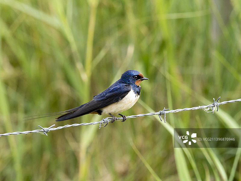 一只雄性家燕，摄于英国诺福克郡克莱图片素材