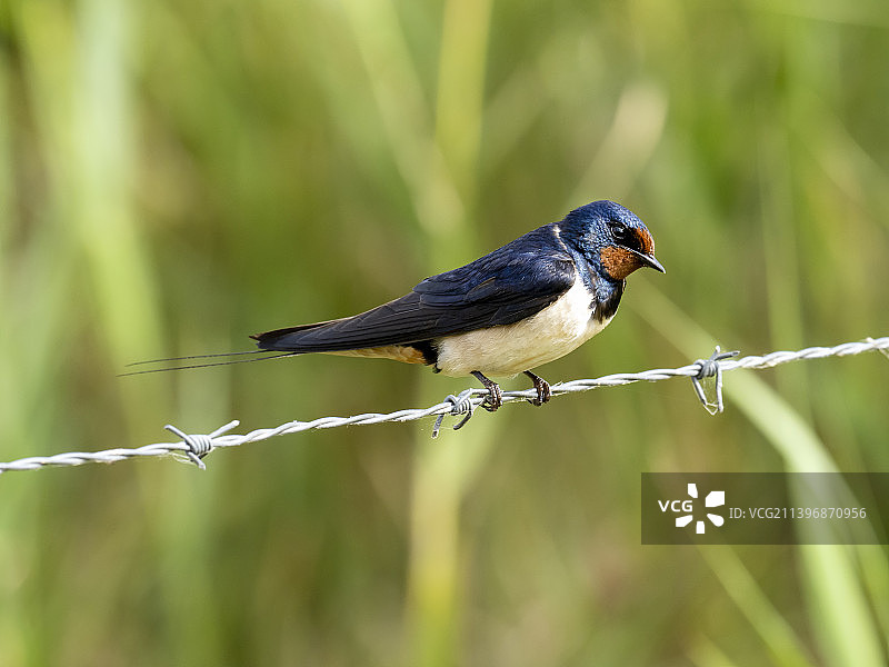 一只雄性家燕，摄于英国诺福克郡克莱图片素材