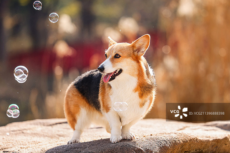户外的柯基犬图片素材