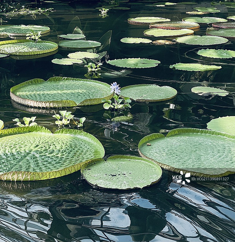 北京植物园的克鲁兹王莲图片素材
