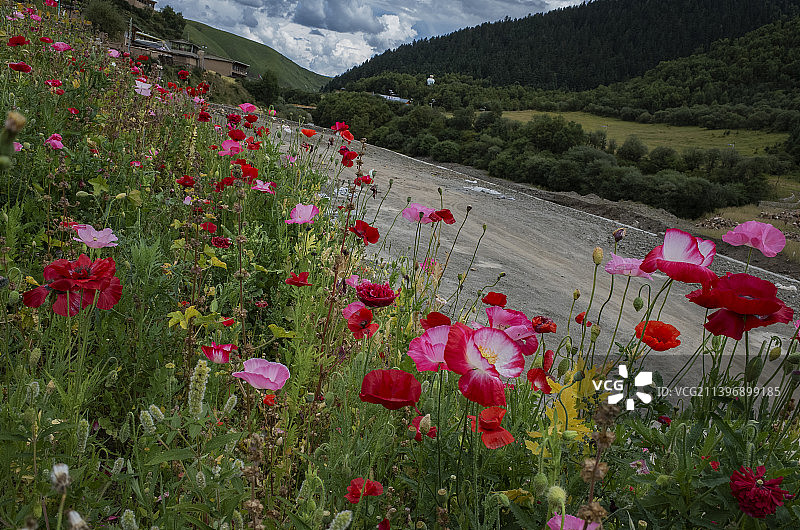 四川阿坝县路边盛开的虞美人图片素材