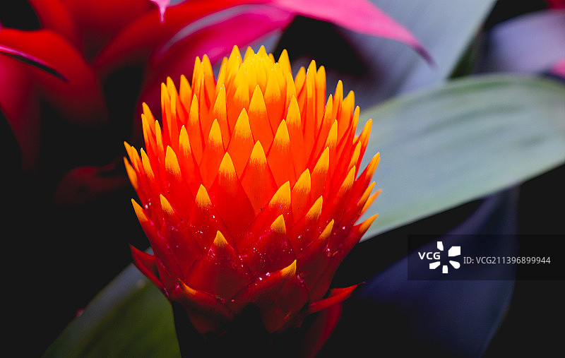 鸿运当头火炬花图片素材