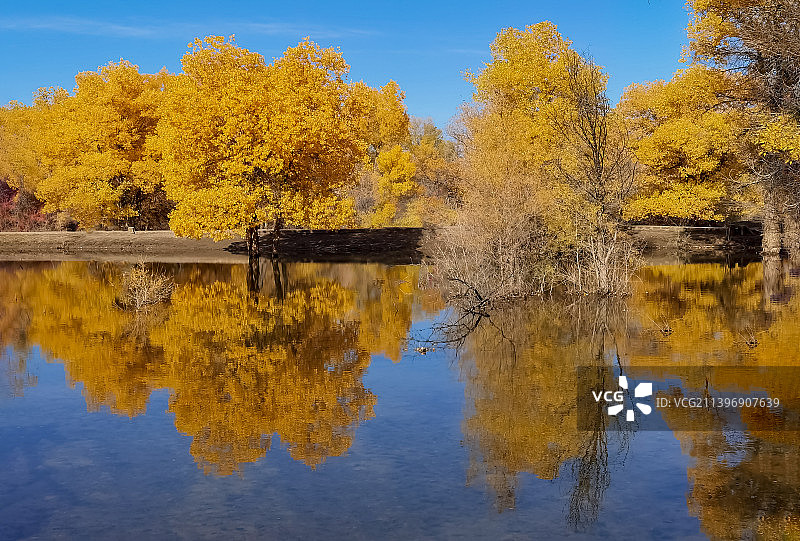 额济纳河边的胡杨图片素材