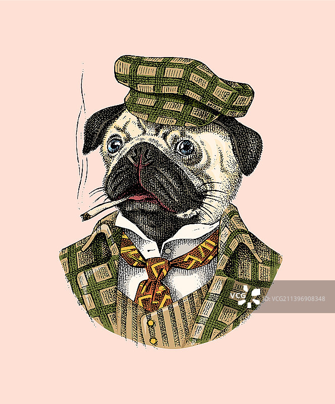 穿着花呢西装抽雪茄的哈巴狗图片素材