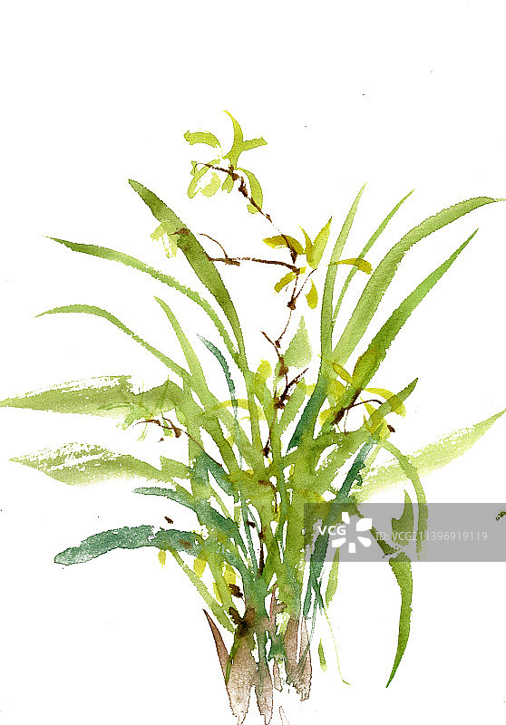 淡雅的兰花图片素材