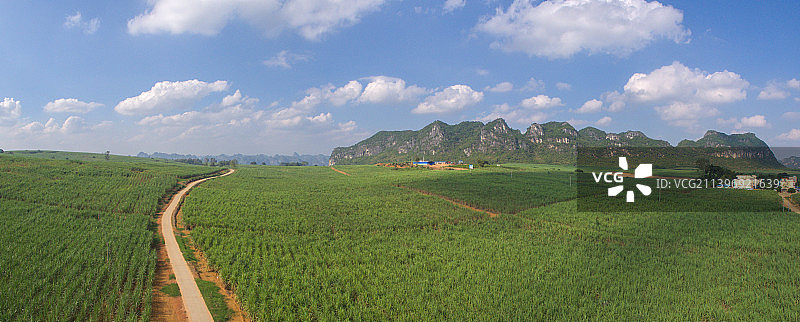 甘蔗蔗海图片素材