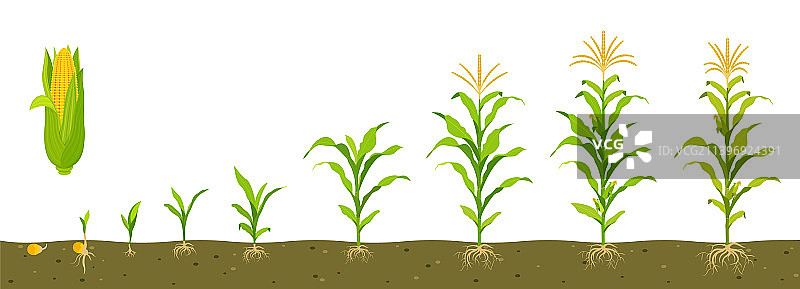 土壤中甜玉米的生长周期图片素材