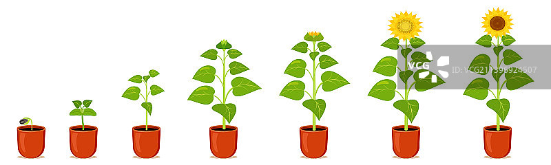 盆栽向日葵发芽黄色室内图片素材