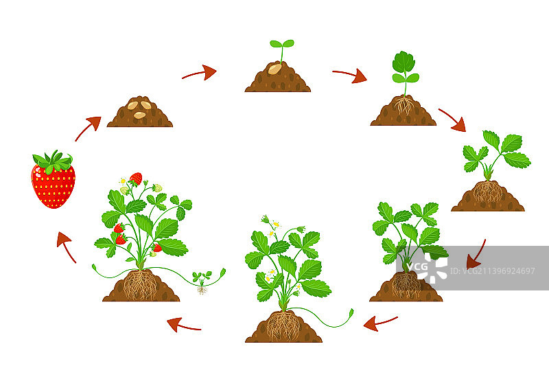 农业中草莓的生长周期图片素材
